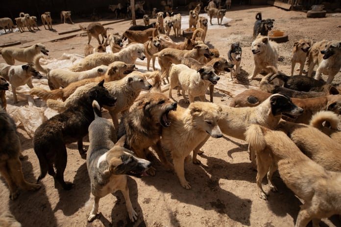 Kampüs değil köpek barınağı: 20 köpek saldırdı