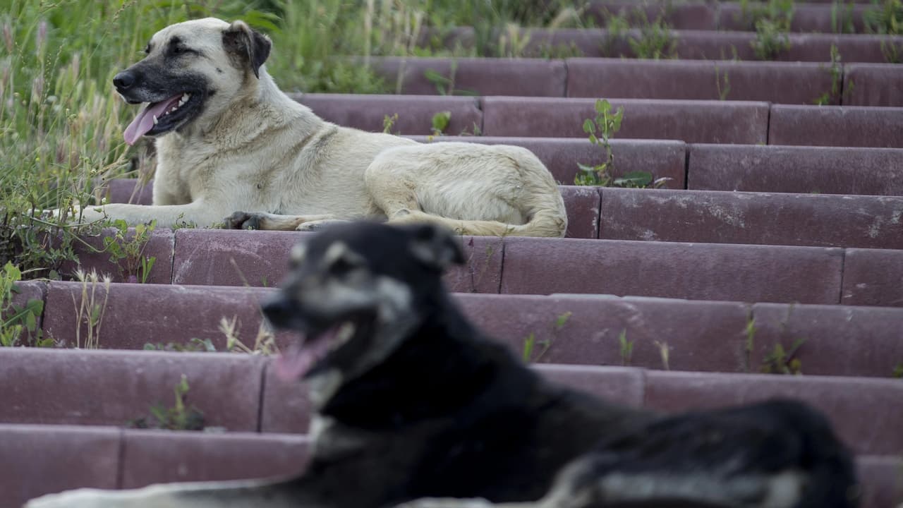 81 ilde sokak köpeği denetimi başlıyor: Müfettişler sahaya inecek