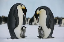 Antarktika zirvesinde yok olma tehlikesindeki imparator penguenler masada