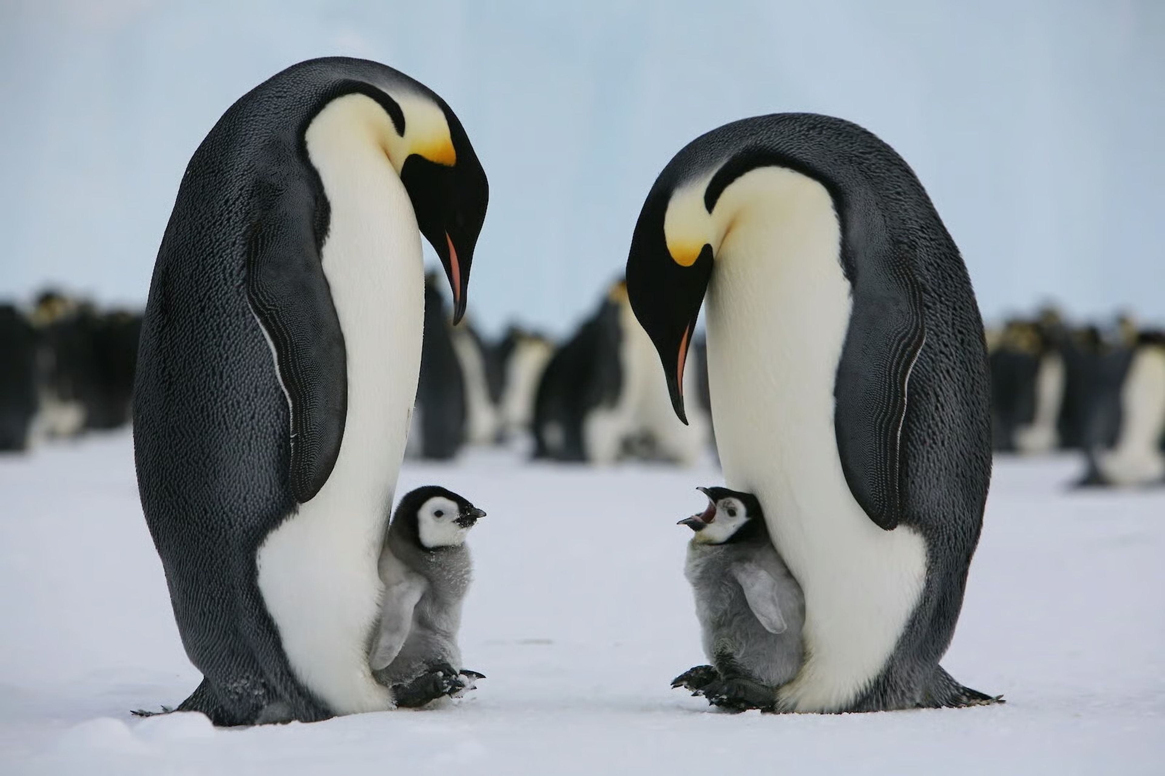 Antarktika zirvesinde yok olma tehlikesindeki imparator penguenler masada
