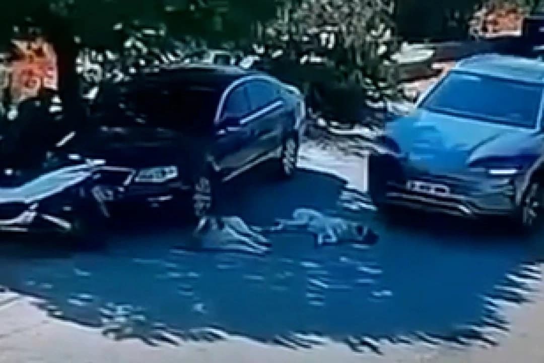 Yol kenarında yatan köpeklerin üzerinden böyle geçti