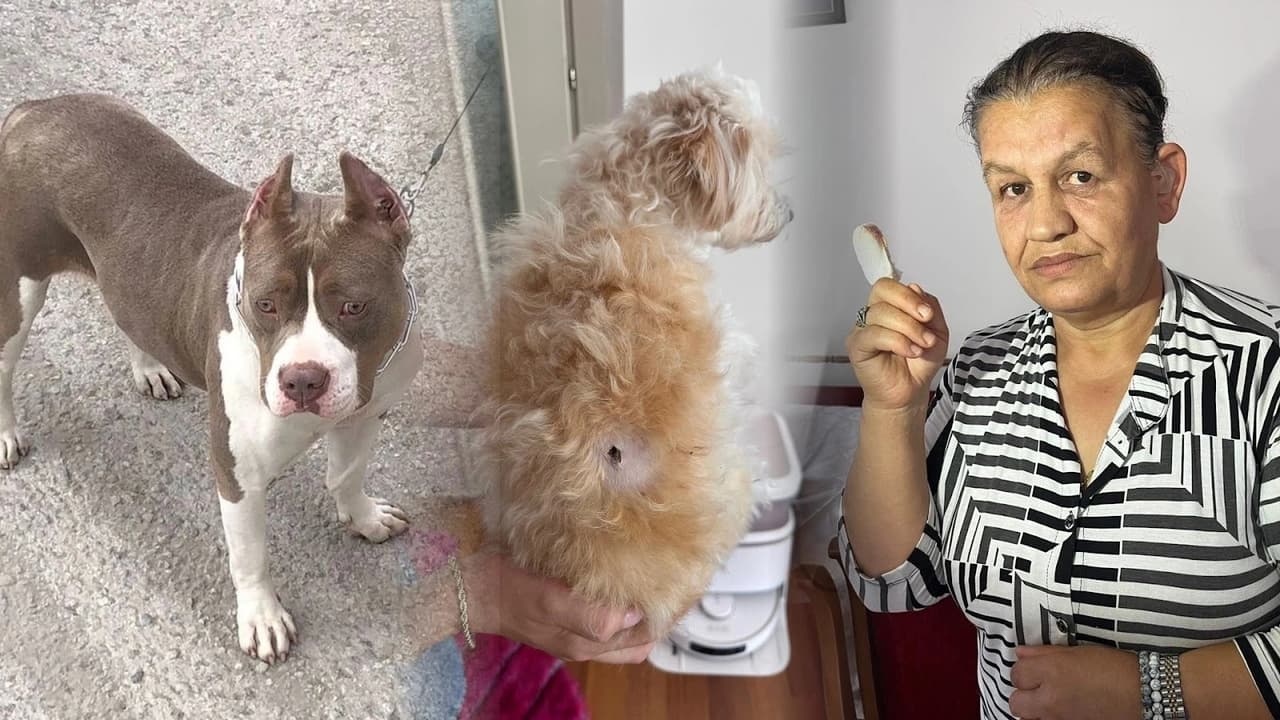 Karşıyaka'da pitbull dehşeti: Saldırıya uğrayan kadının parmağı koptu
