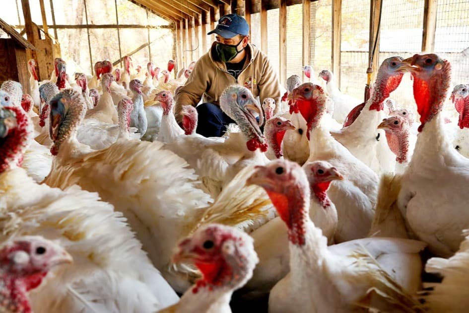 Şükran gününde hırsızlık: California'da yüzlerce hindi çalındı