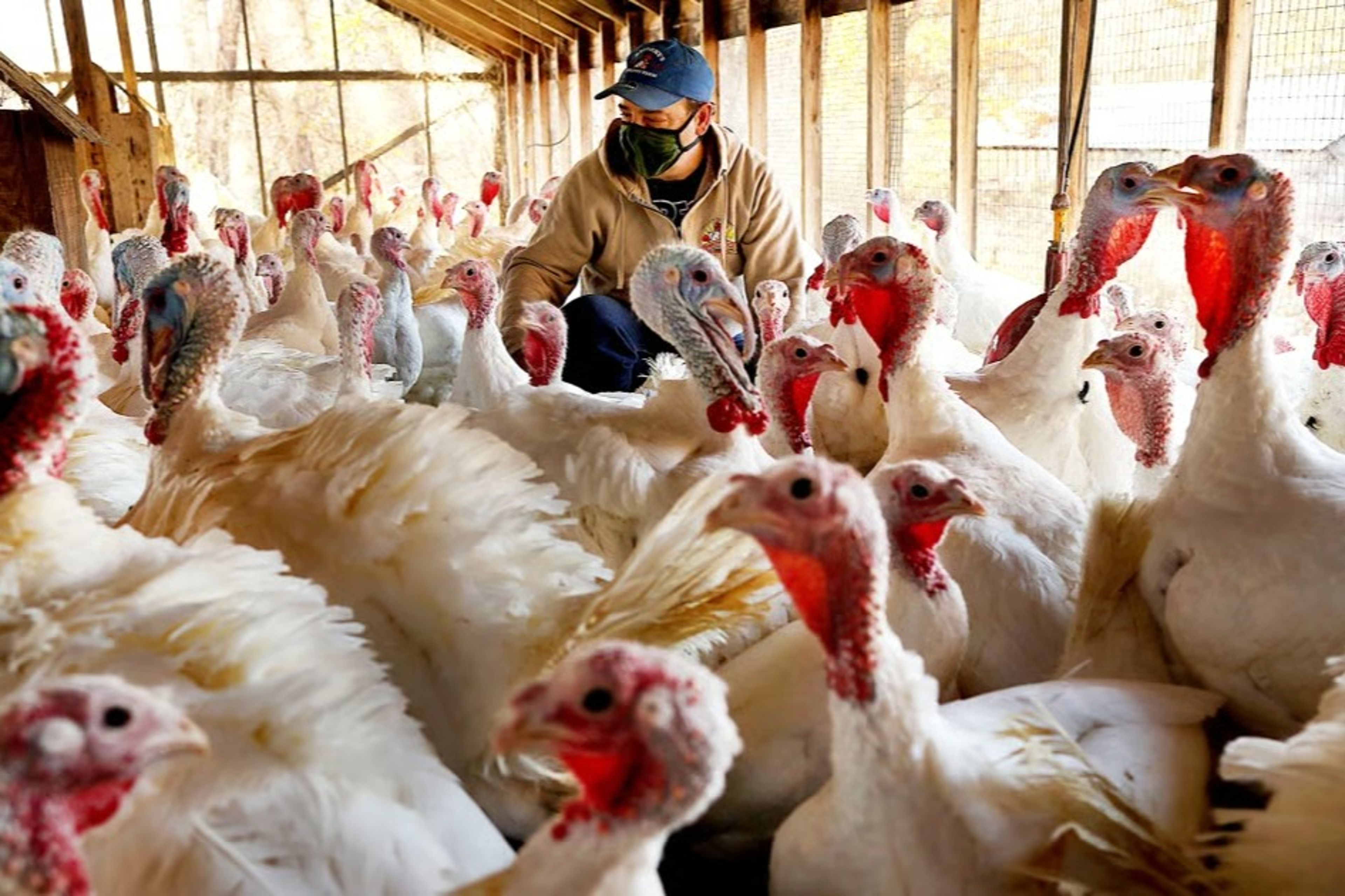 Şükran gününde hırsızlık: California'da yüzlerce hindi çalındı