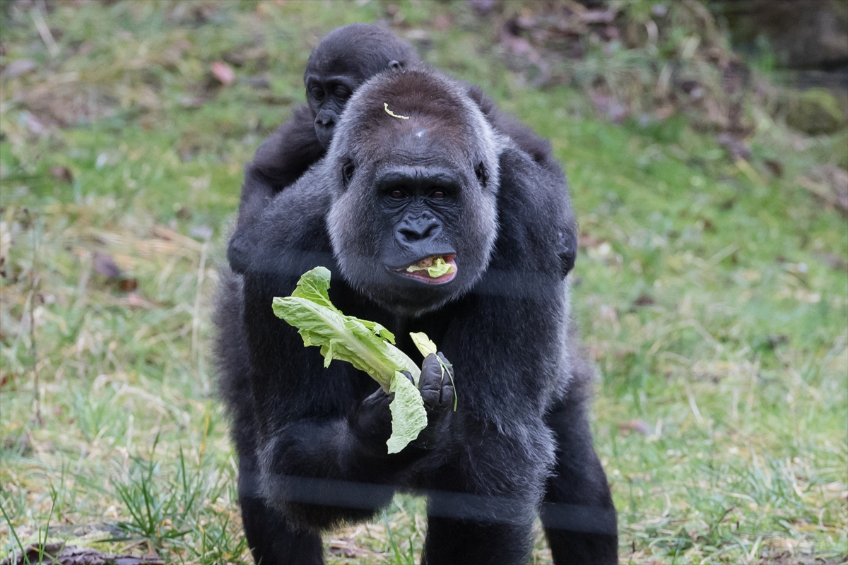 London Zoo’da maymunlara Noel sürprizi