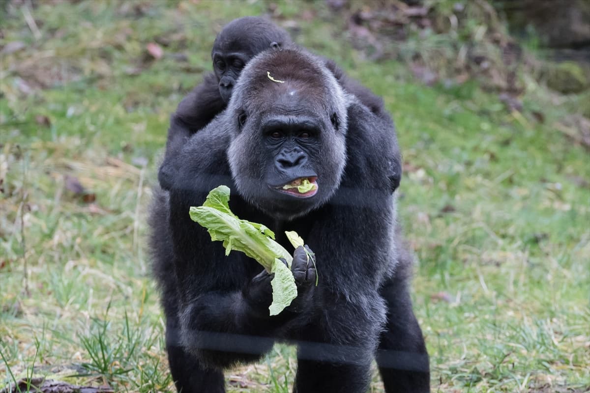 London Zoo’da maymunlara Noel sürprizi