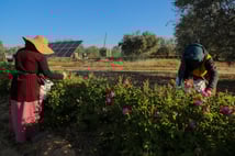 Çölün ortasında gül mucizesi: Kayrevan’da Şam gülü hasadı başladı