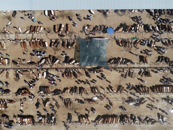 Satılamayan kurbanlıkları Et ve Süt Kurumu satın alacak