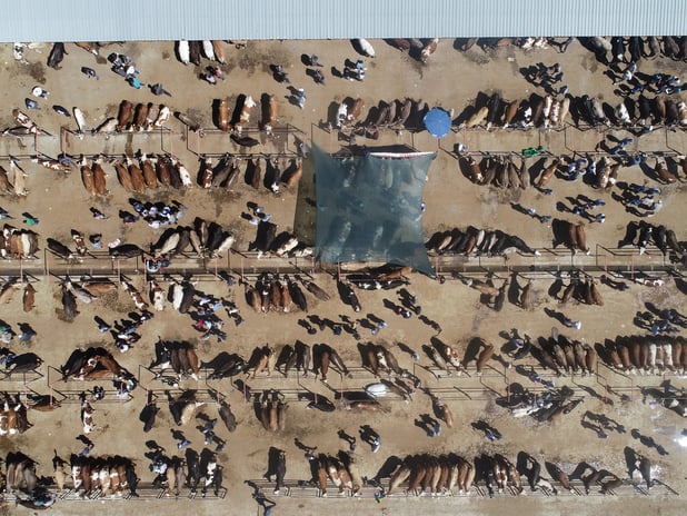 Satılamayan kurbanlıkları Et ve Süt Kurumu satın alacak