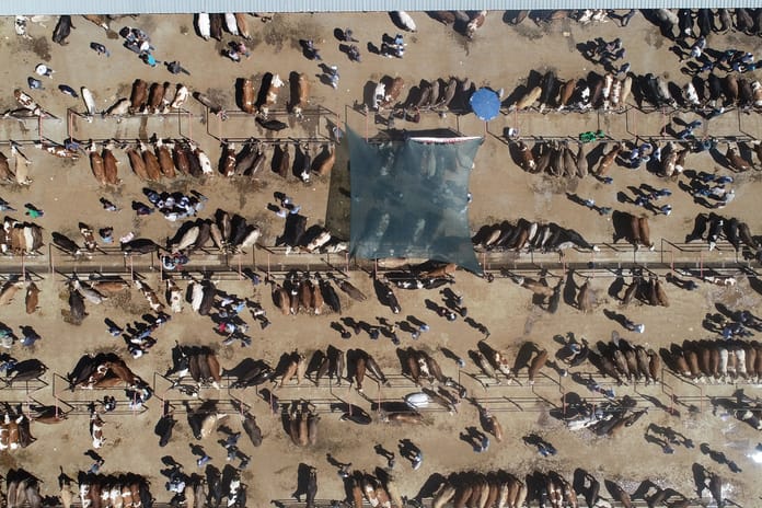 Satılamayan kurbanlıkları Et ve Süt Kurumu satın alacak