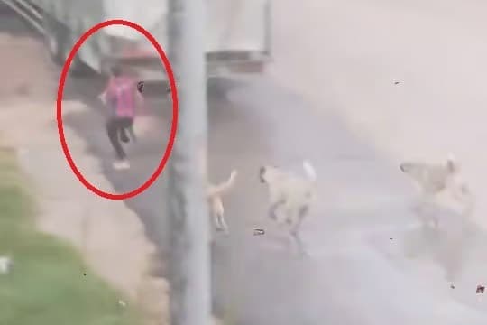 Başıboş köpek sürüsü küçük çocuğa saldırdı