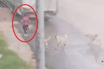 Başıboş köpek sürüsü küçük çocuğa saldırdı