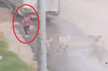 Başıboş köpek sürüsü küçük çocuğa saldırdı