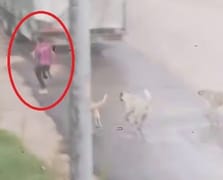 Başıboş köpek sürüsü küçük çocuğa saldırdı