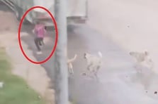 Başıboş köpek sürüsü küçük çocuğa saldırdı