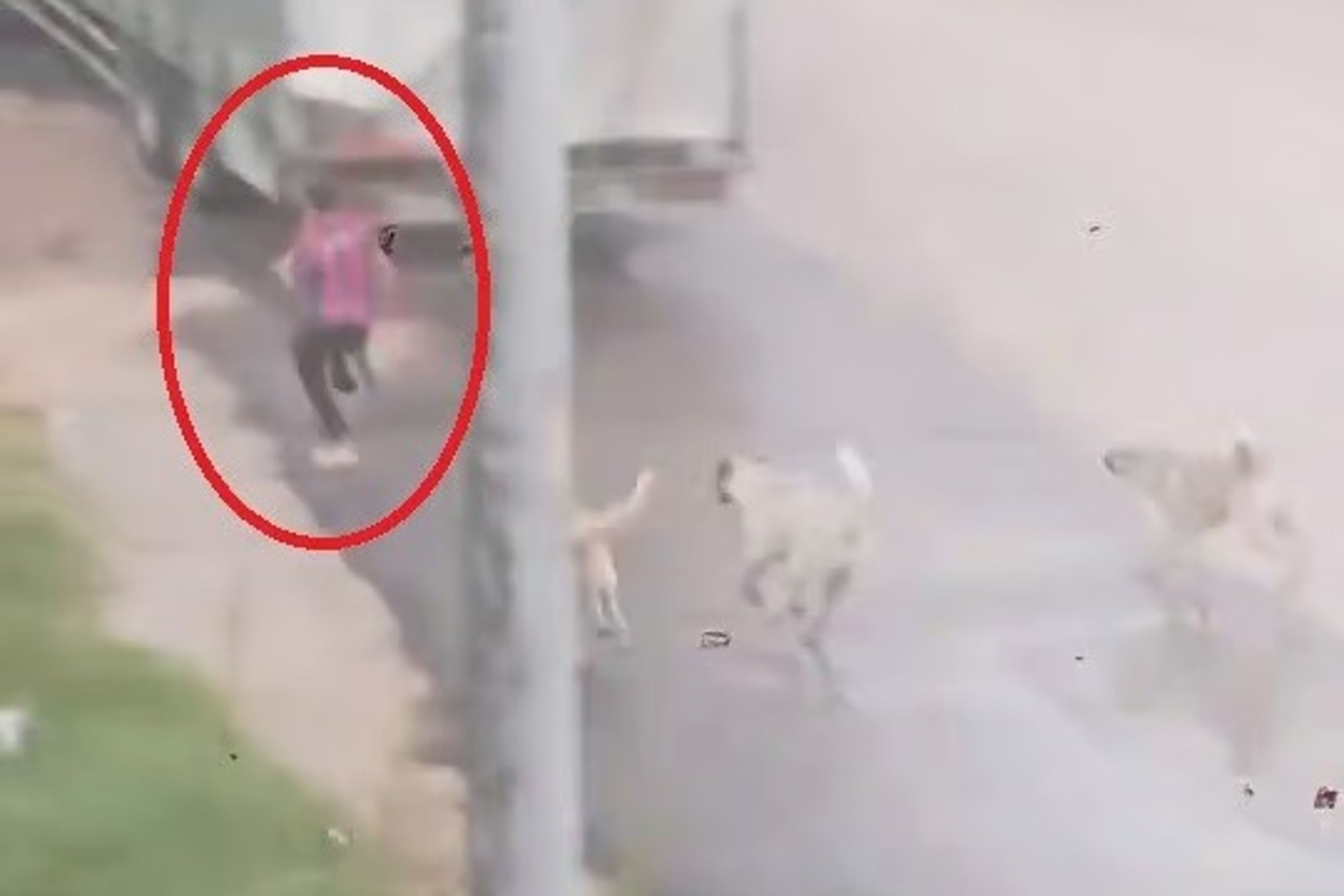 Başıboş köpek sürüsü küçük çocuğa saldırdı