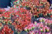 Türkiye'den 35 ülkeye Kadınlar Günü için 80 milyon dal çiçek ihracatı