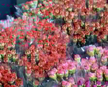 Türkiye'den 35 ülkeye Kadınlar Günü için 80 milyon dal çiçek ihracatı