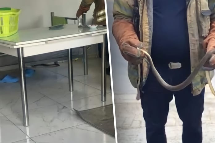 İstanbul'un 7 ilçesinde alarm! Havalar ısınınca ortaya çıktılar, evlere giriyorlar