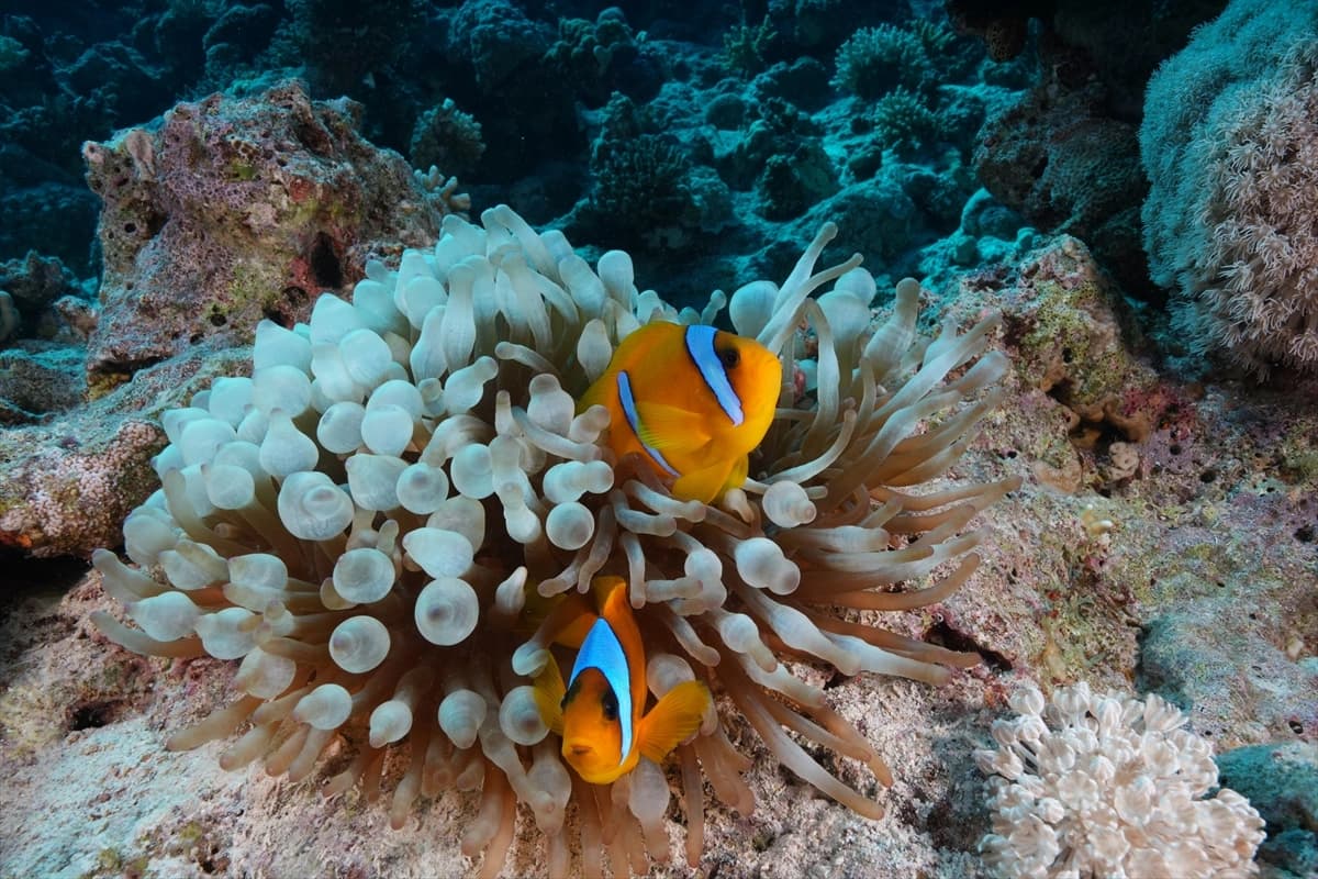Kızıldeniz'in altındaki harikalar diyarı