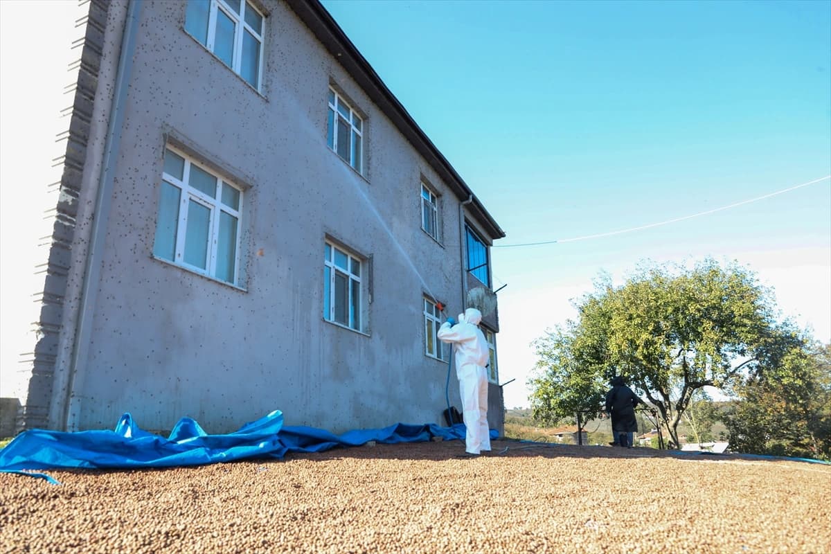 Sakarya'da kahverengi kokarca ile amansız mücadele sürüyor