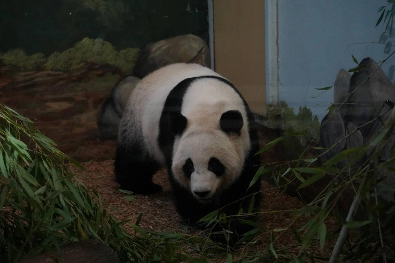 Çin ABD'ye iki adet panda gönderdi