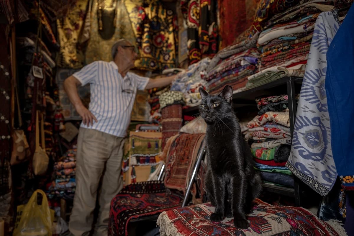 Megakentin ayrılmaz parçası: İstanbul kedileri