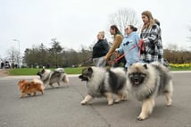 Dünyanın en büyük köpek gösterisi Crufts Birmingham'da devam ediyor