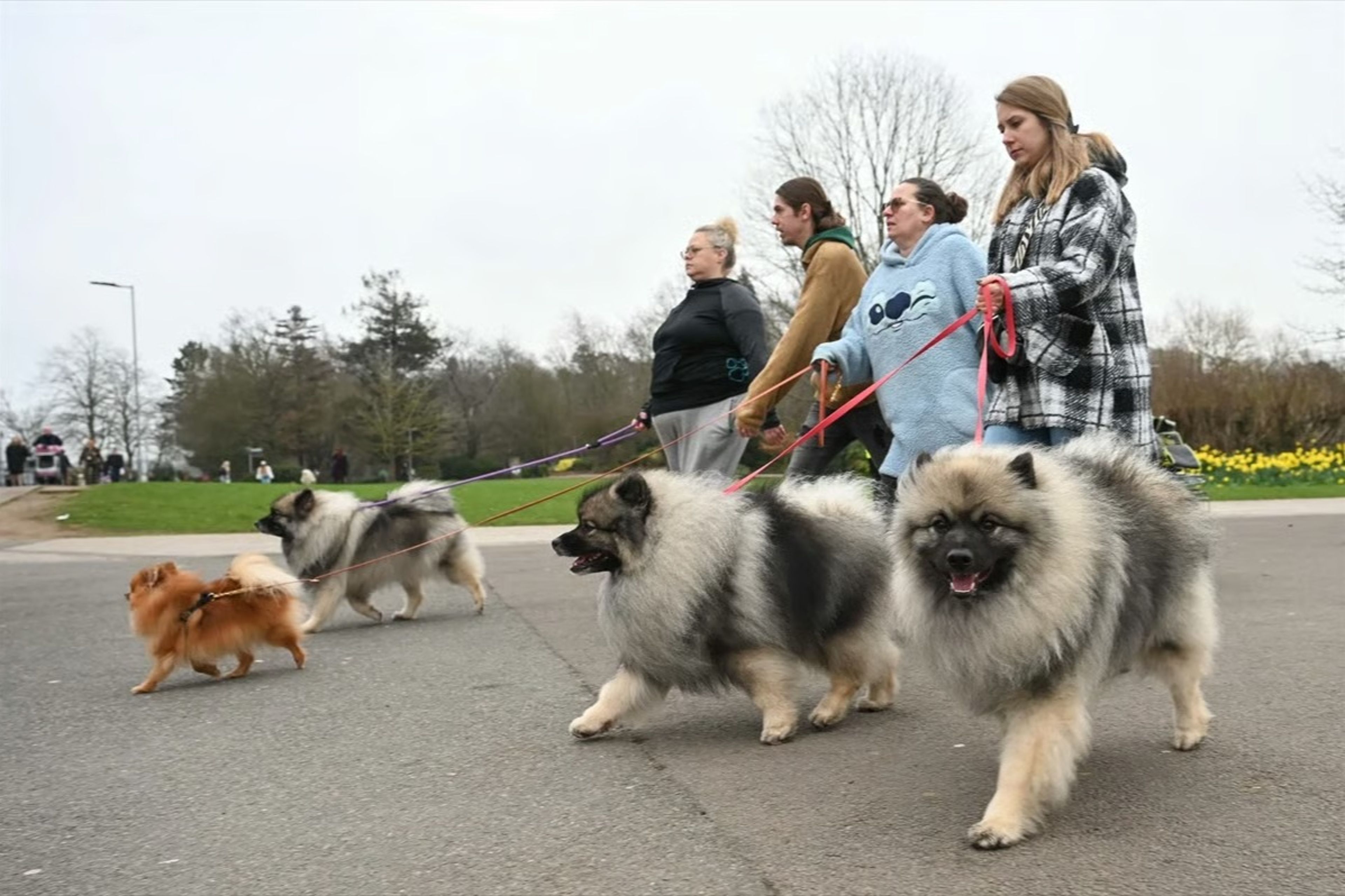 Dünyanın en büyük köpek gösterisi Crufts Birmingham'da devam ediyor