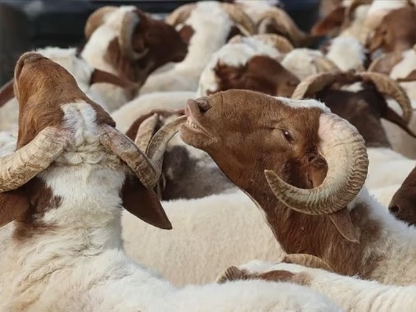 Merak edilenler yanıt buldu: İşte vekaleten kurban kesiminde dikkat edilmesi gerekenler 