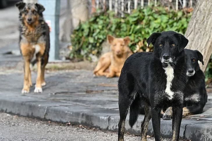 Valilikten belediyelere köpek toplama talimatı!