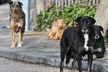 İstanbul Valiliği'nden belediyelere köpek toplama talimatı! Süre verildi
