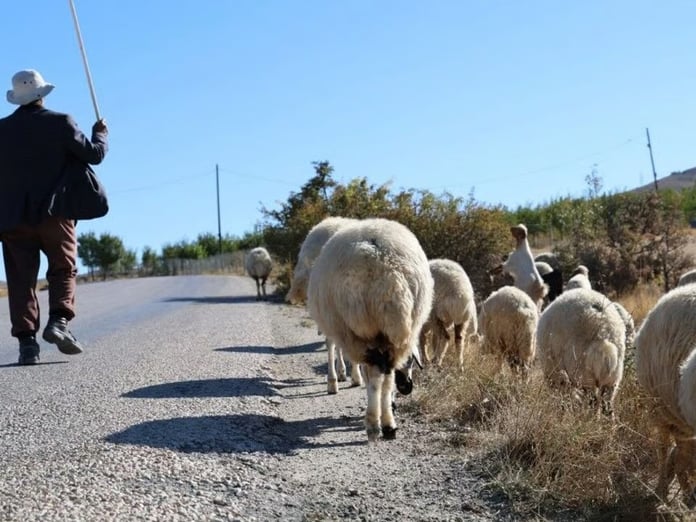 Türkiye'de bir ilk! 150 bin TL maaş yetmemişti, bakanlık çoban ithal etti