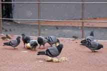 Mumbai'de gündem güvercin besleme yasağı