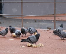 Mumbai'de gündem güvercin besleme yasağı