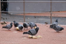 Mumbai'de gündem güvercin besleme yasağı