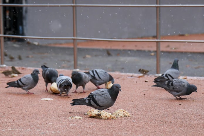 Mumbai'de gündem güvercin besleme yasağı