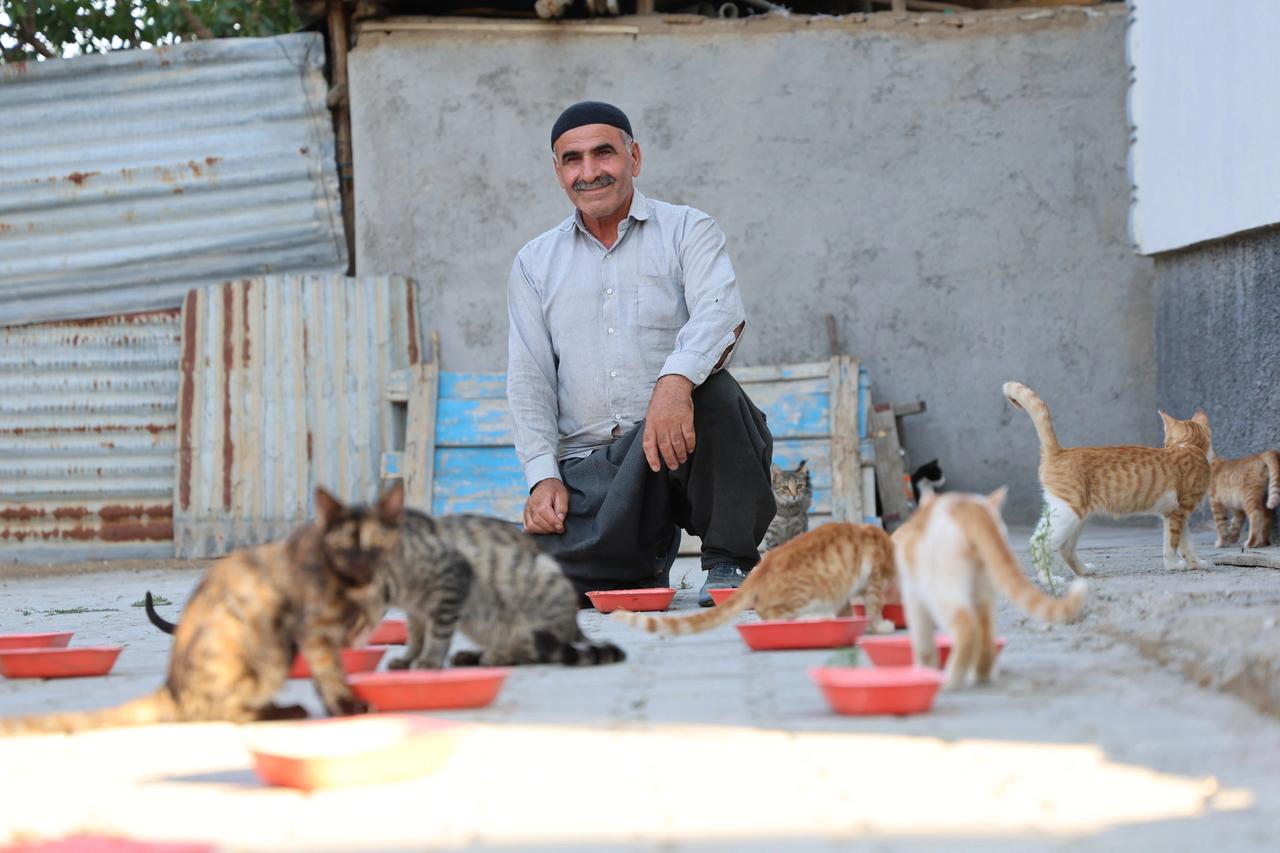 Her akşam 50 kediyi evinin bahçesinde ağırlıyor