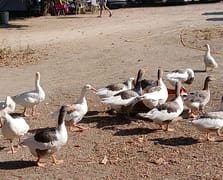 Şikayet edilerek kümese kapatılan kazlara 'şartlı tahliye' geldi