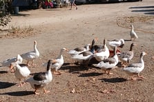 Şikayet edilerek kümese kapatılan kazlara 'şartlı tahliye' geldi