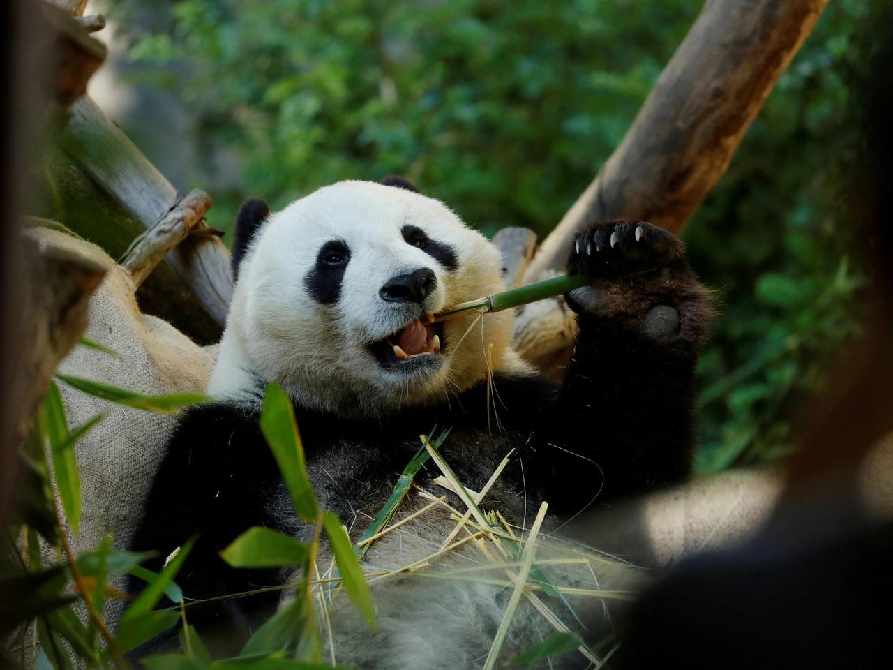 Japonya pandasız kalacak