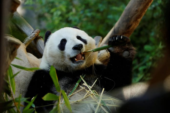 Japonya 50 yıl sonra ilk kez pandasız kalacak
