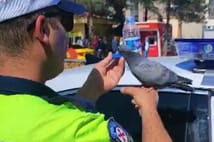 Trafik polisi susuzluktan bitkin düşen güvercine elleriyle su içirdi
