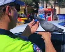 Trafik polisi susuzluktan bitkin düşen güvercine elleriyle su içirdi
