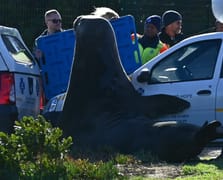 2 tonluk fil foku sokakta dolaşırken görüldü