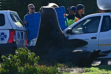 2 tonluk fil foku sokakta dolaşırken görüldü