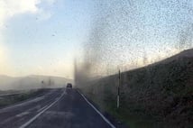 Çıldır Gölü çevresi yeşil sinekle kaplandı