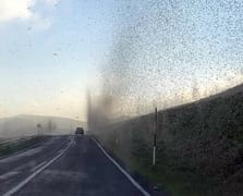 Çıldır Gölü çevresi yeşil sinekle kaplandı