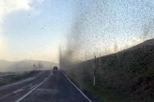 Çıldır Gölü çevresi yeşil sinekle kaplandı