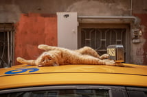 İstanbul kedileri artık kentin sanat hafızasında